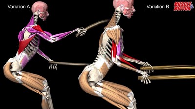 Cordes Ondulatoires : Musculation & Exercices Cardio-vasculaire